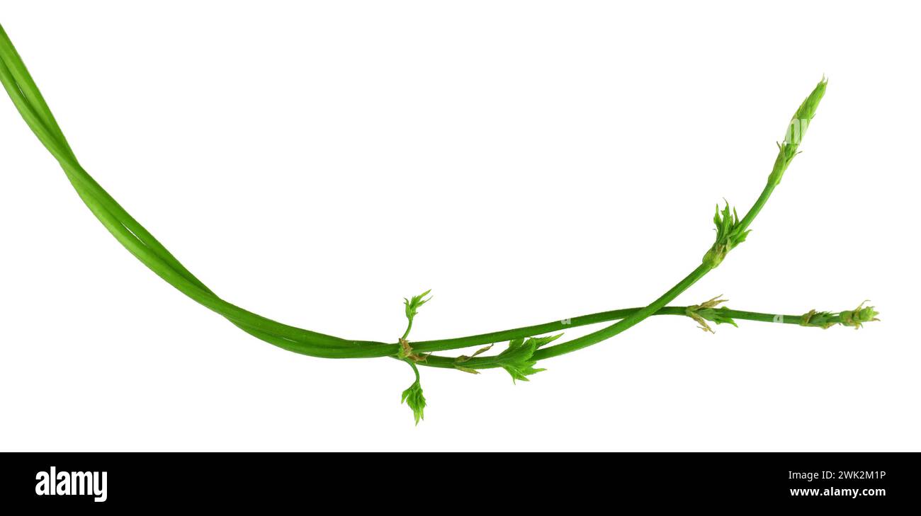 Houblons Young Twig avec germes et feuilles. Isolé sans ombre. Gros plan. Flat-lay . Banque D'Images