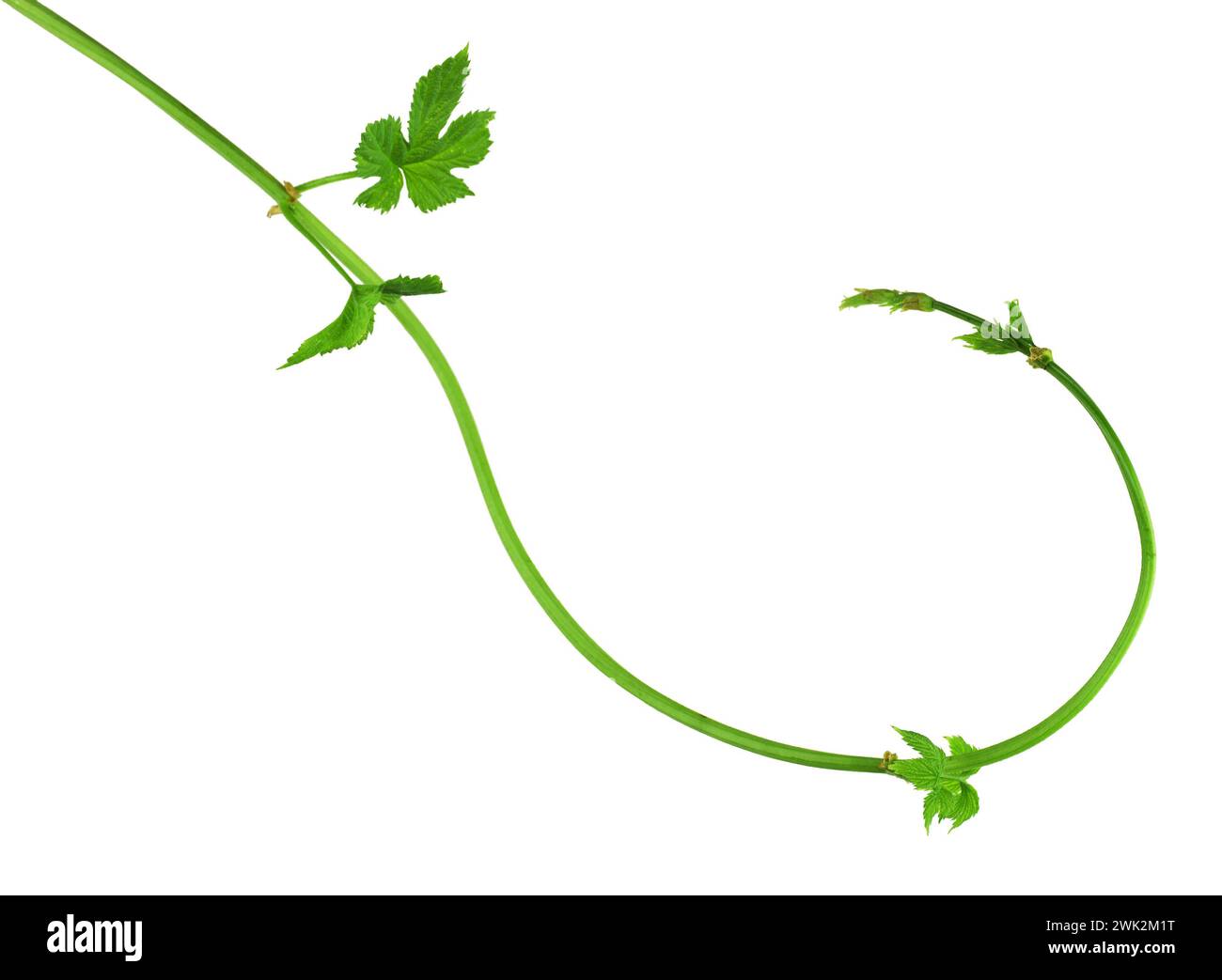 Houblons Young Twig avec germes et feuilles. Isolé sans ombre. Gros plan. Flat-lay . Banque D'Images