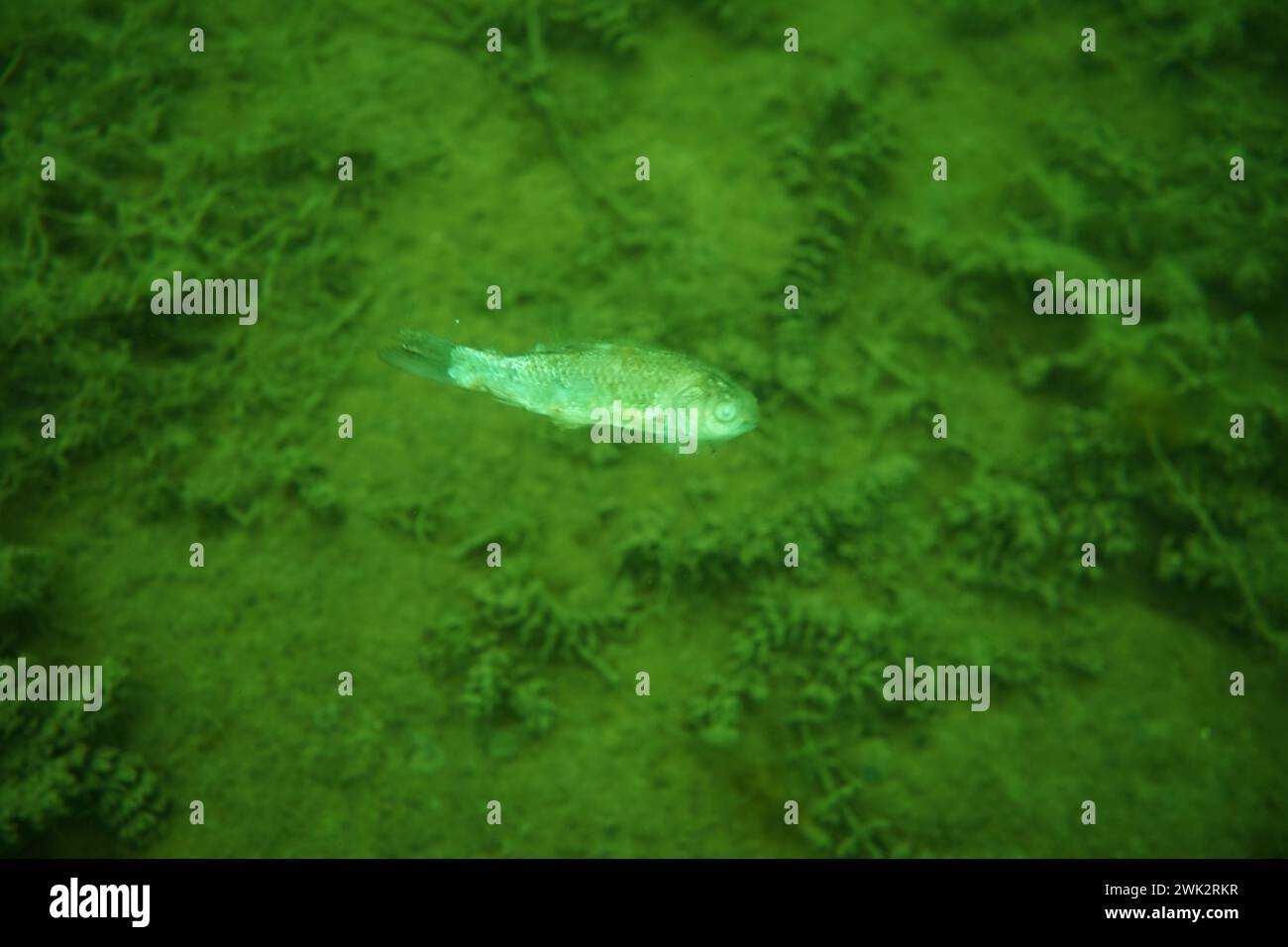 Photographie de poissons sur le fond Banque D'Images