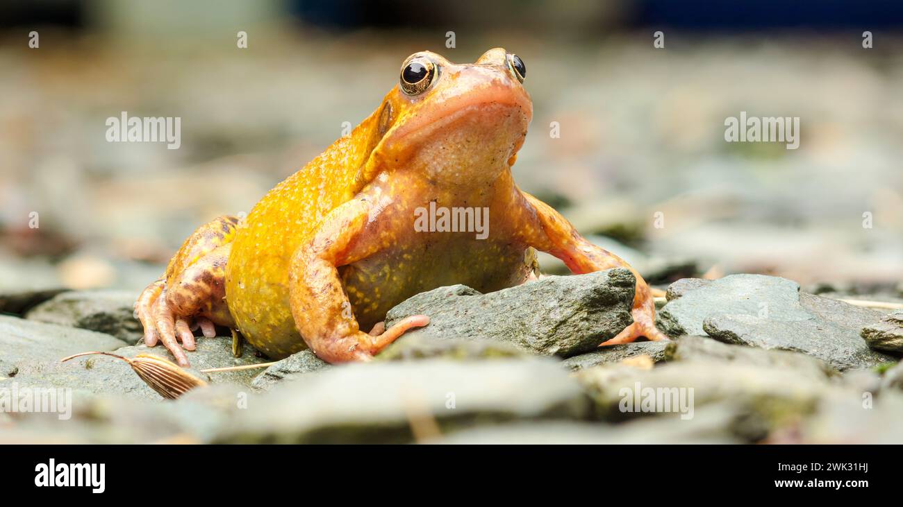 Grenouille, Rana Temporia, amphibien européen, grenouille européenne commune femelle, prête à frayer. Banque D'Images