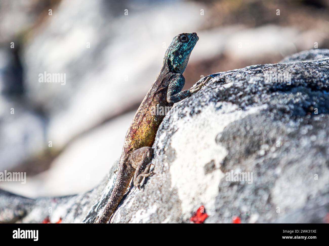 Petit beau lézard coloré mignon dans la nature sauvage sur pierre. Corps de couleur jaune reptile brun, tête bleu turquoise vert. Animaux sauvages d'été dos Banque D'Images