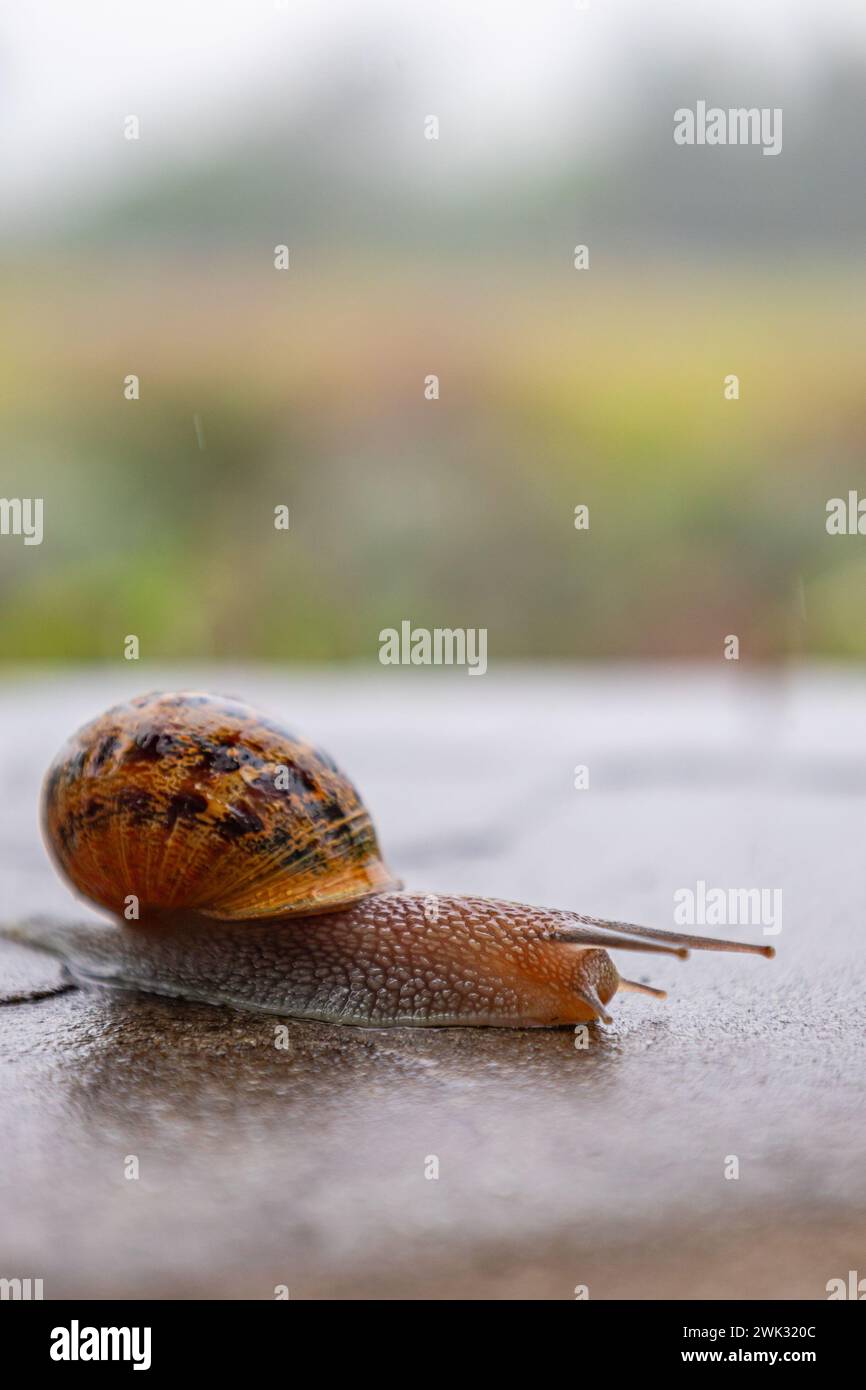 Escargot rampant le long d'une surface rugueuse. Gastéropodes avec une coquille noire brune tachetée externe. Fond animal. Malacologie, zoologie, étude du soft-bodie Banque D'Images