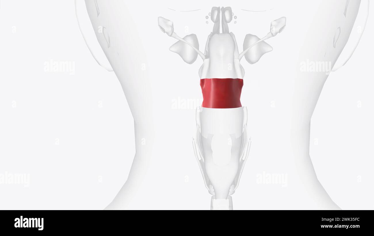 L'oropharynx est la partie médiane du pharynx (gorge), derrière la bouche illustration 3D. Banque D'Images