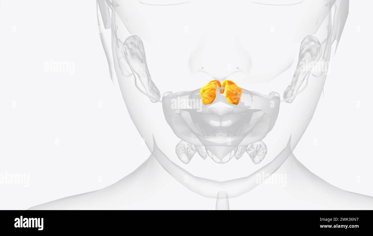 Les glandes palatines forment une couche continue sur la surface postérieure de la muqueuse du palais mou et autour de la luette 3D. Banque D'Images
