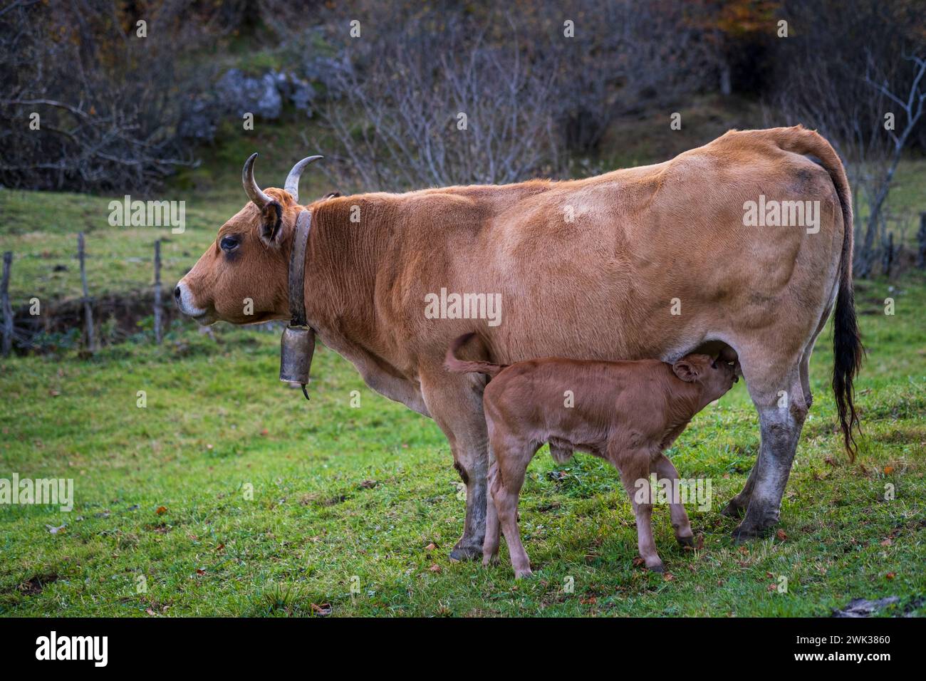 Asturies, Espagne - 04 novembre 2022 : veau se nourrissant de lait maternel Banque D'Images