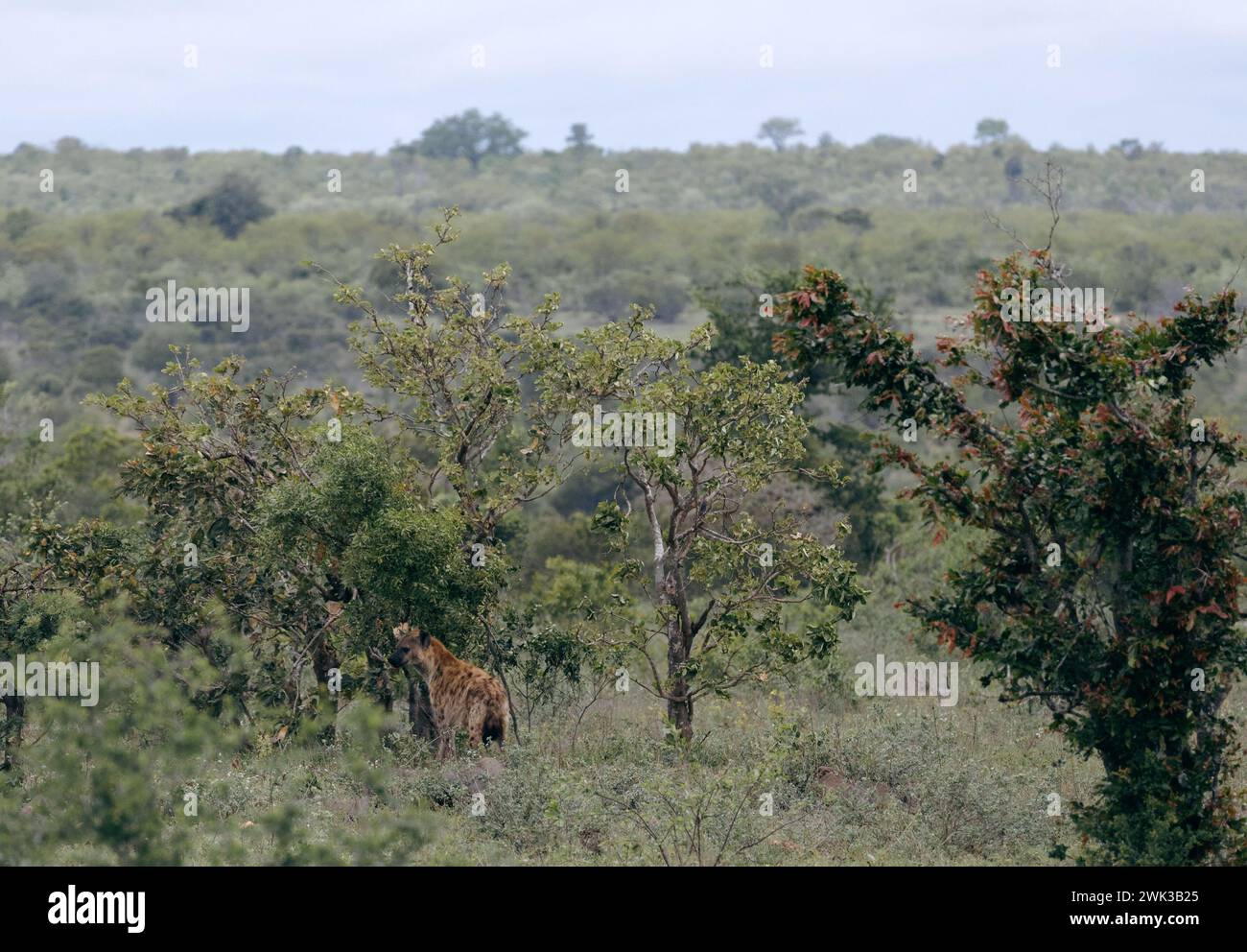 Safari dans la savane sud-africaine. Hyène tachetée rouge dans l'habitat naturel, la nature sauvage, se dresse près des arbres verts bas et des buissons. Animaux de la faune de retour Banque D'Images