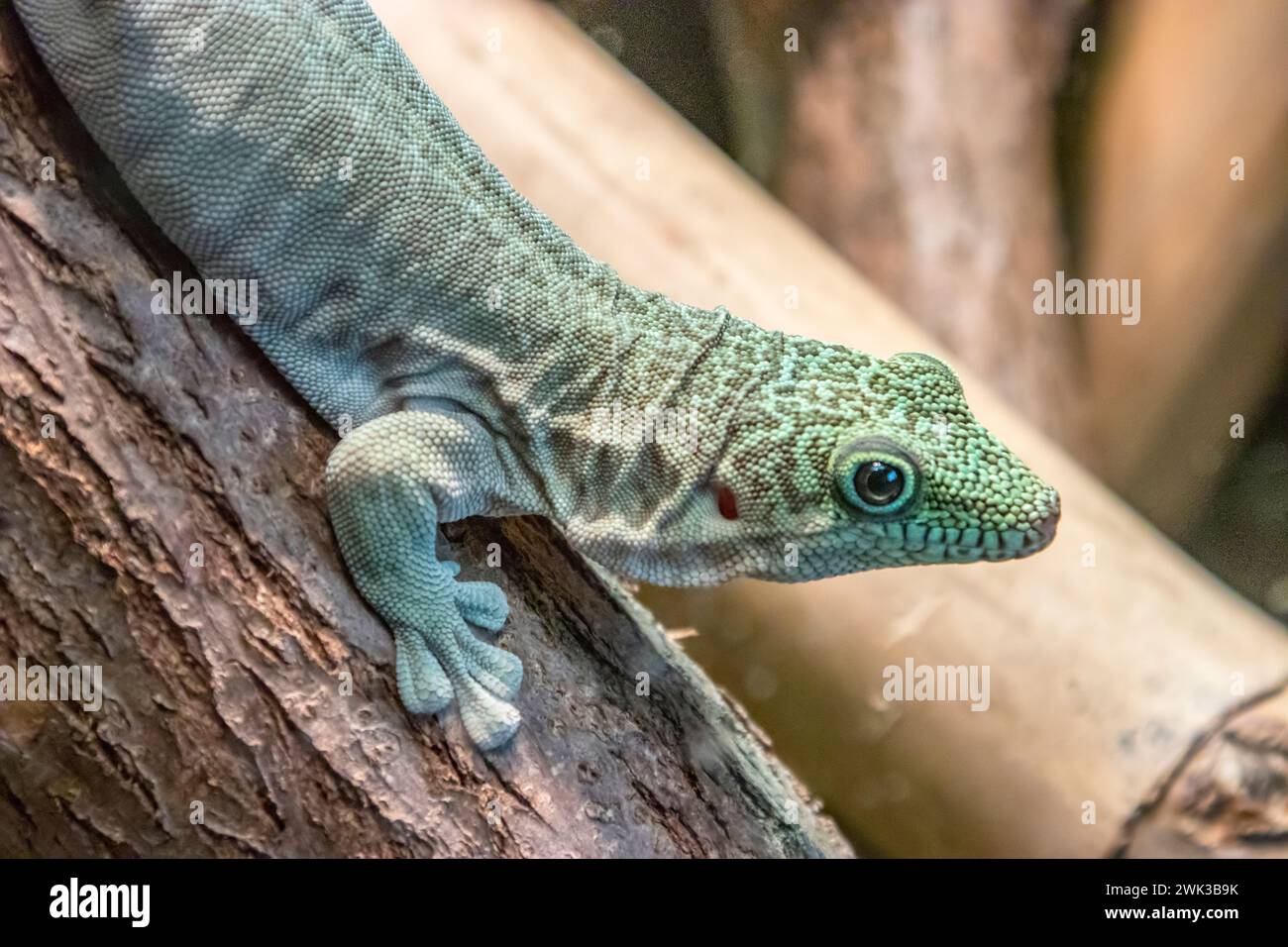 Le gecko des jours debout (Phelsuma standingi) est une espèce arboricole et diurne de lézard de la famille des Gekkonidae. Il est endémique du sud-ouest de Madagascar Banque D'Images