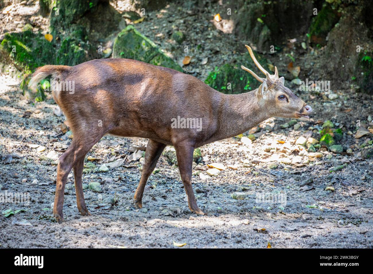 Le cerf Bawean mâle (Axis kuhlii), c'est une espèce de cerf très menacée endémique de l'île de Bawean en Indonésie. Banque D'Images