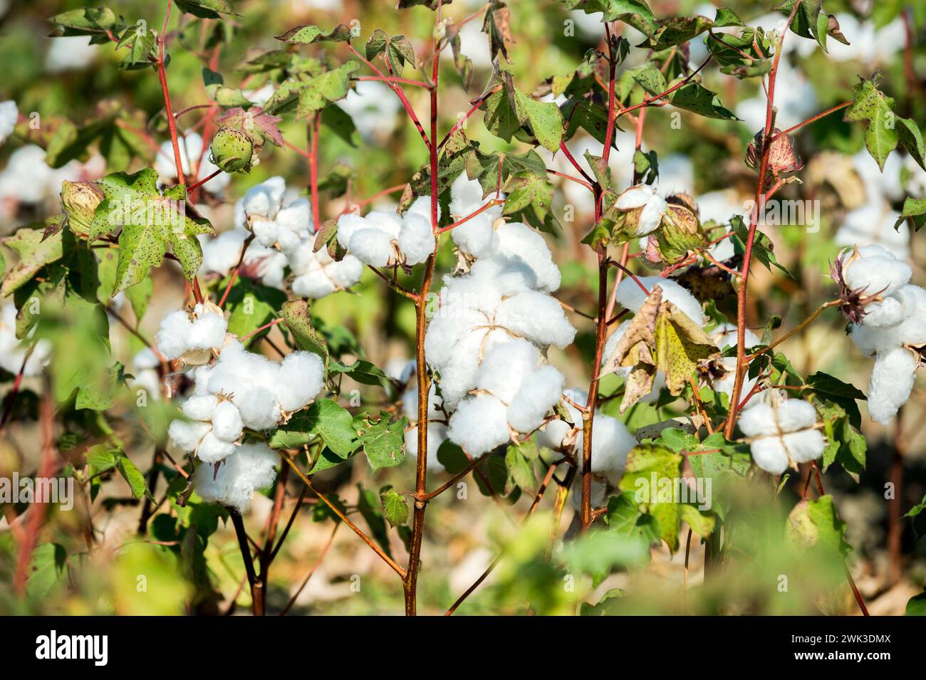 Capsules ouvertes d'une plante de coton sur un champ dans le nord de la Grèce. Banque D'Images