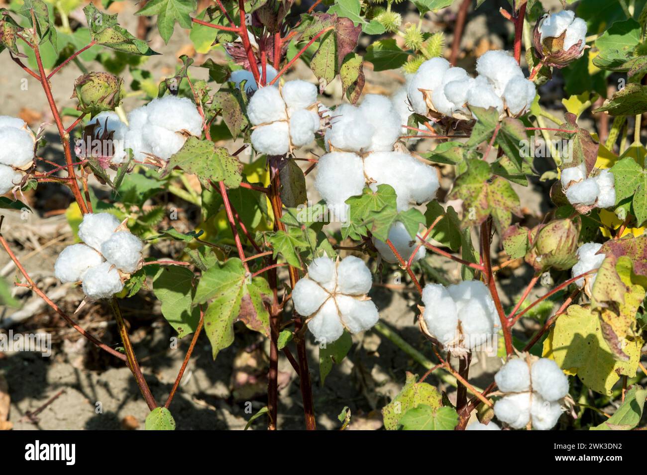 Capsules ouvertes d'une plante de coton sur un champ dans le nord de la Grèce. Banque D'Images