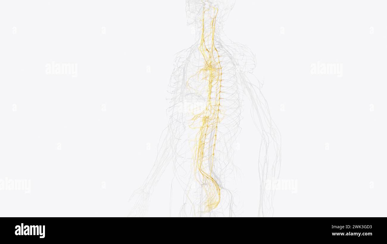 Le système nerveux autonome est un composant du système nerveux périphérique qui régule les processus physiologiques involontaires, y compris la fréquence cardiaque 3d. Banque D'Images