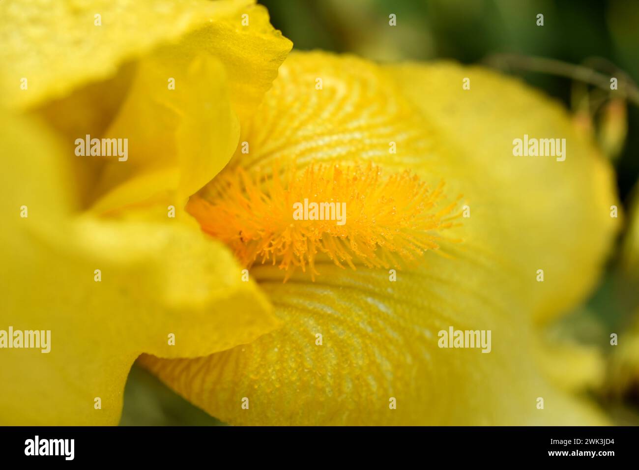 Image d'arrière-plan. Carte de voeux. La fleur d'iris, son pétale et son pistil sont jaunes. Banque D'Images