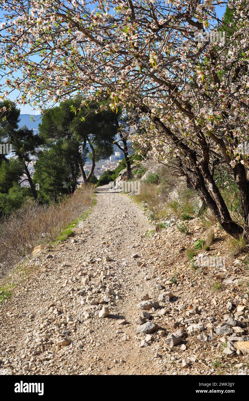 Les amandiers en fleurs sur un tac du Mont Faron Toulon Provence  Banque D'Images
