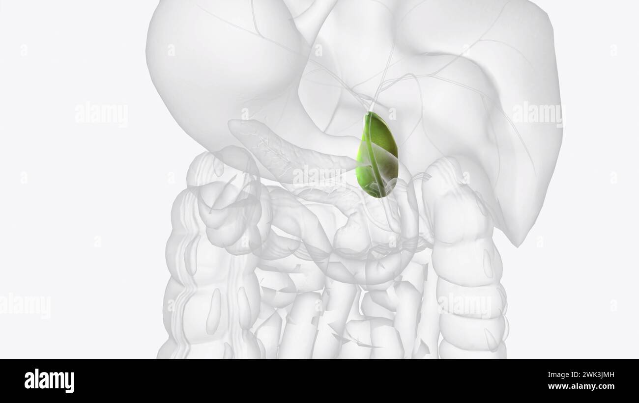 Votre vésicule biliaire est un petit organe en forme de poire dans votre abdomen supérieur droit illustration 3D. Banque D'Images