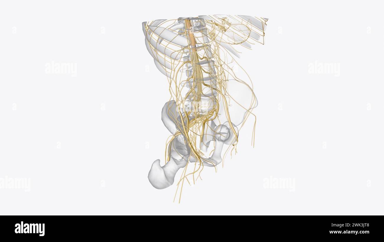 le système nerveux comprend le cerveau, la moelle épinière, et un réseau complexe de nerfs illustration 3d. Banque D'Images