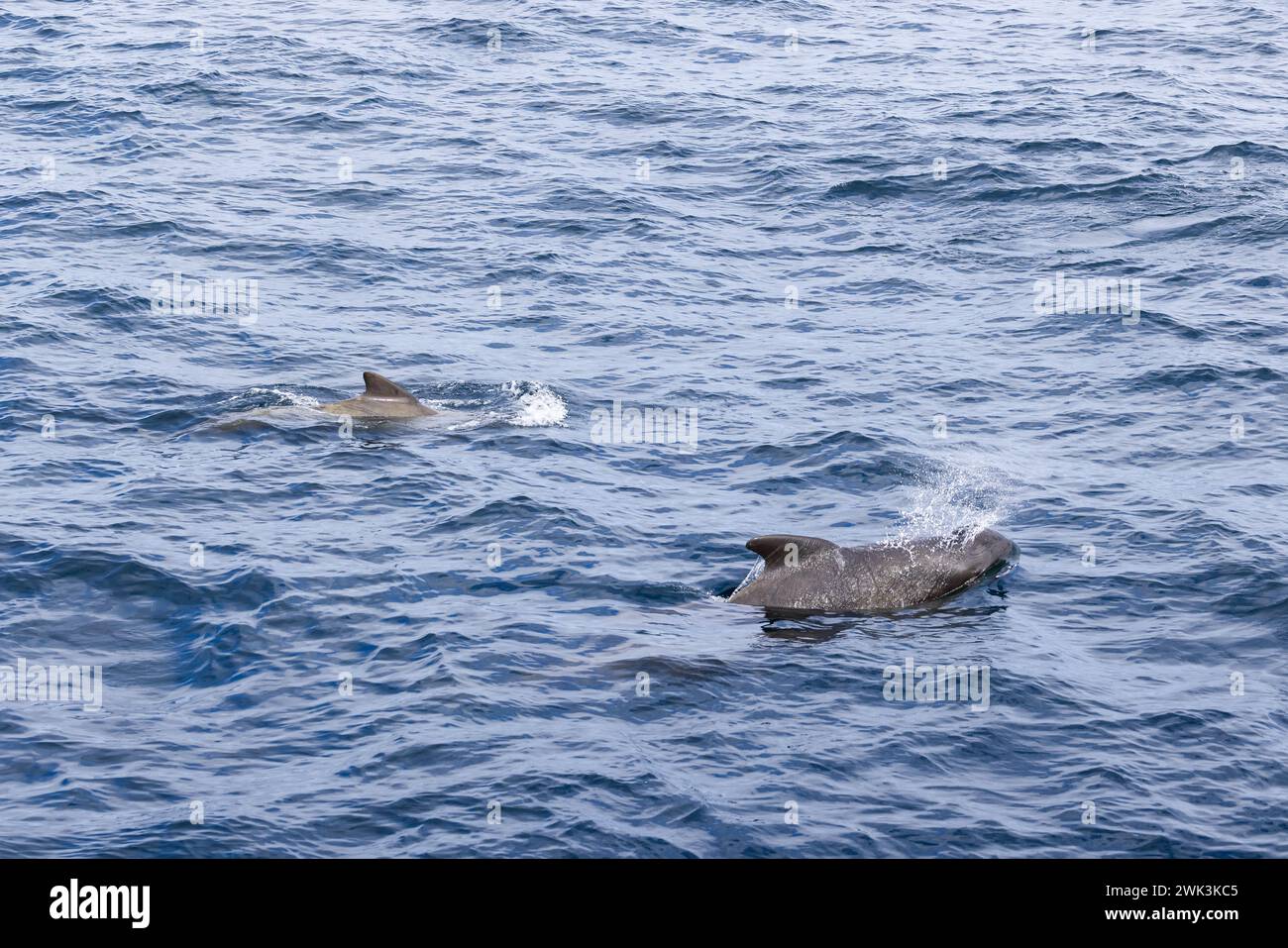 Doux géants des profondeurs, un duo de baleines pilotes naviguent dans la mer de Norvège, leur présence marquée par de douces éclaboussures sur la surface ondulée de l'eau Banque D'Images