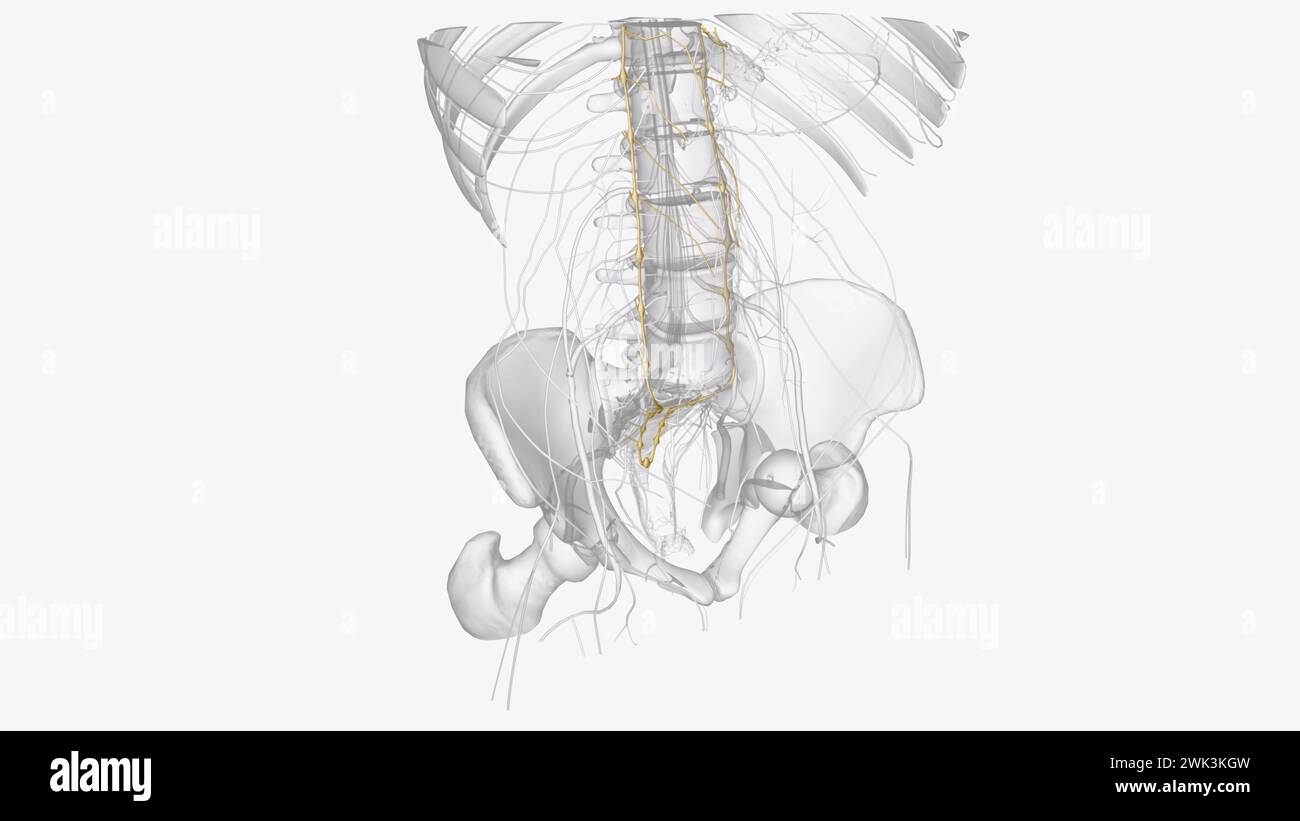 Les troncs sympathiques sont un faisceau apparié de fibres nerveuses qui vont de la base du crâne à l'illustration 3d du coccyx Banque D'Images