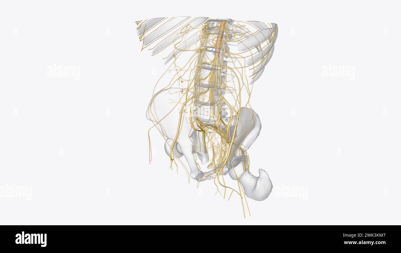 le système nerveux comprend le cerveau, la moelle épinière, et un réseau complexe de nerfs illustration 3d. Banque D'Images