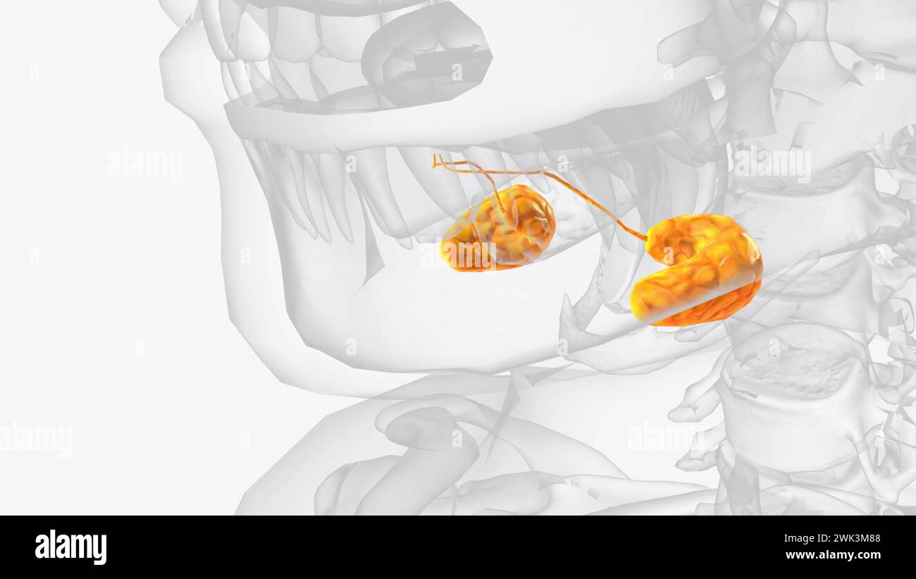 Glandes et conduits sublinguaux 3e médical Banque D'Images