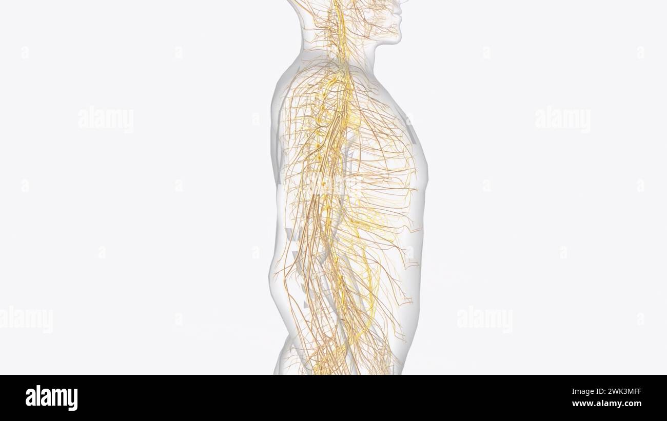 Le système nerveux autonome est un composant du système nerveux périphérique qui régule les processus physiologiques involontaires, y compris la fréquence cardiaque 3d. Banque D'Images