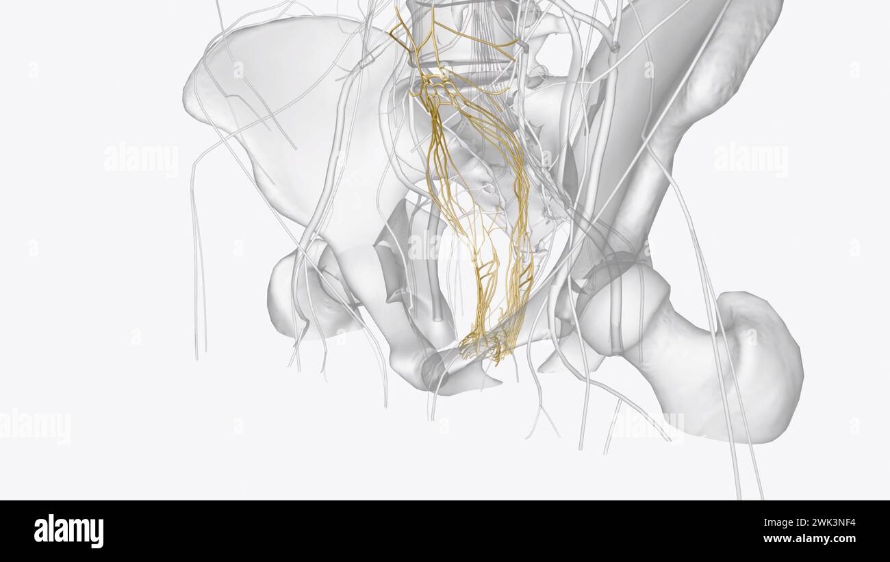 Les viscères abdominaux et pelviens reçoivent leur innervation motrice des systèmes autonomes dérivés des systèmes nerveux sympathique et parasympathique Banque D'Images