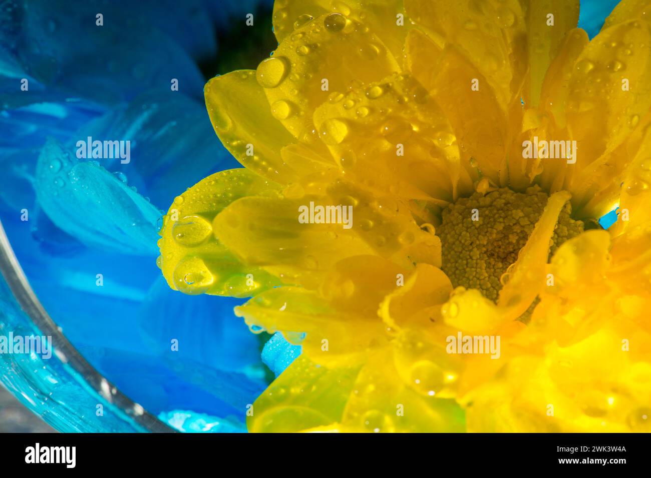 Fleurs colorées avec des gouttes d'eau Banque D'Images
