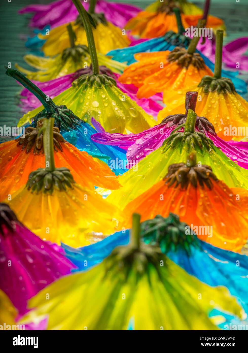 Fleurs colorées avec des gouttes d'eau Banque D'Images