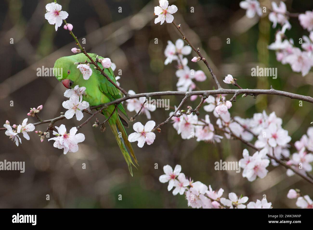 Météo britannique, 18 février 2024 : des perruches vertes en col de roussette (ou cerclées de rose) dans un jardin à Clapham, au sud de Londres, mangent les fleurs d'un amandier pendant une période de vent par temps doux dans le sud de l'Angleterre. Crédit : Anna Watson/Alamy Live News Banque D'Images