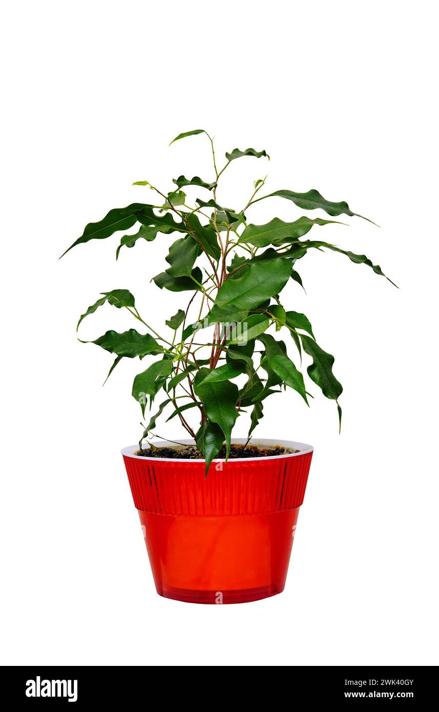 Image d'une plante d'intérieur dans un pot rouge ficus en forme de cerise Banque D'Images