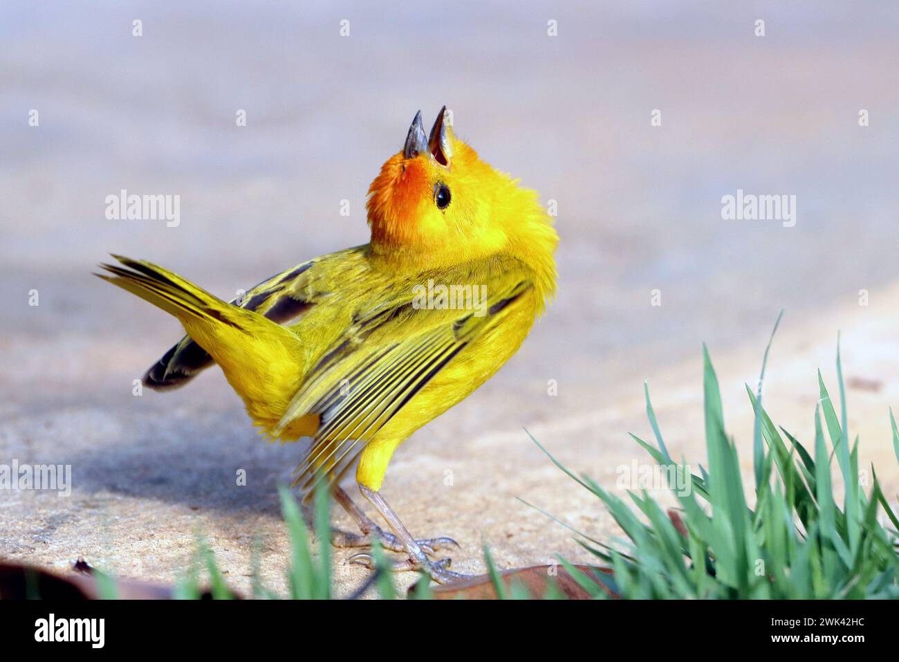 Finch safran mâle (Sicalis flaveola) faisant la danse d'accouplement Banque D'Images