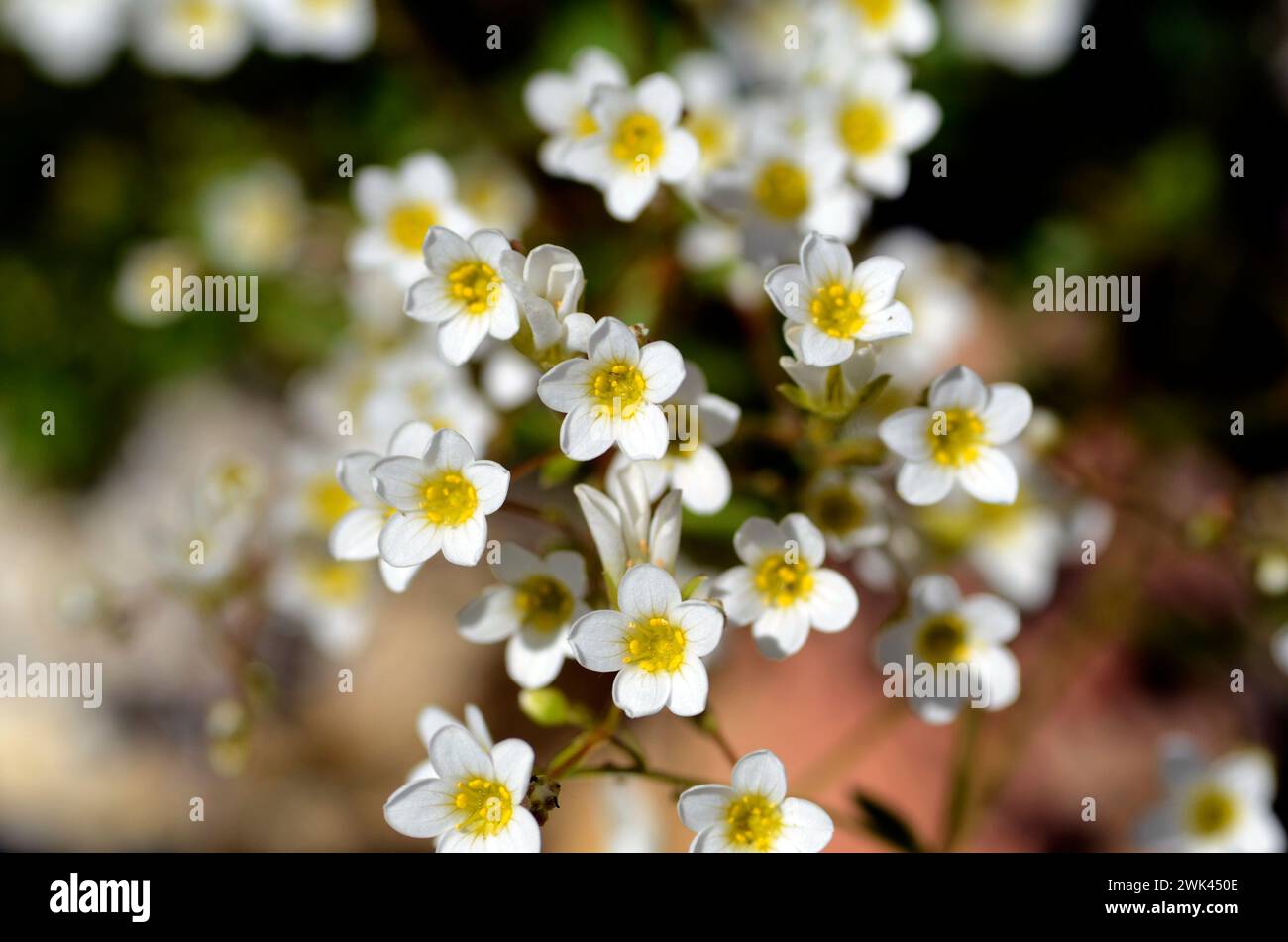 Détail des fleurs Saxifraga cuneata (ou Saxifraga platyloba), une plante de roche Banque D'Images