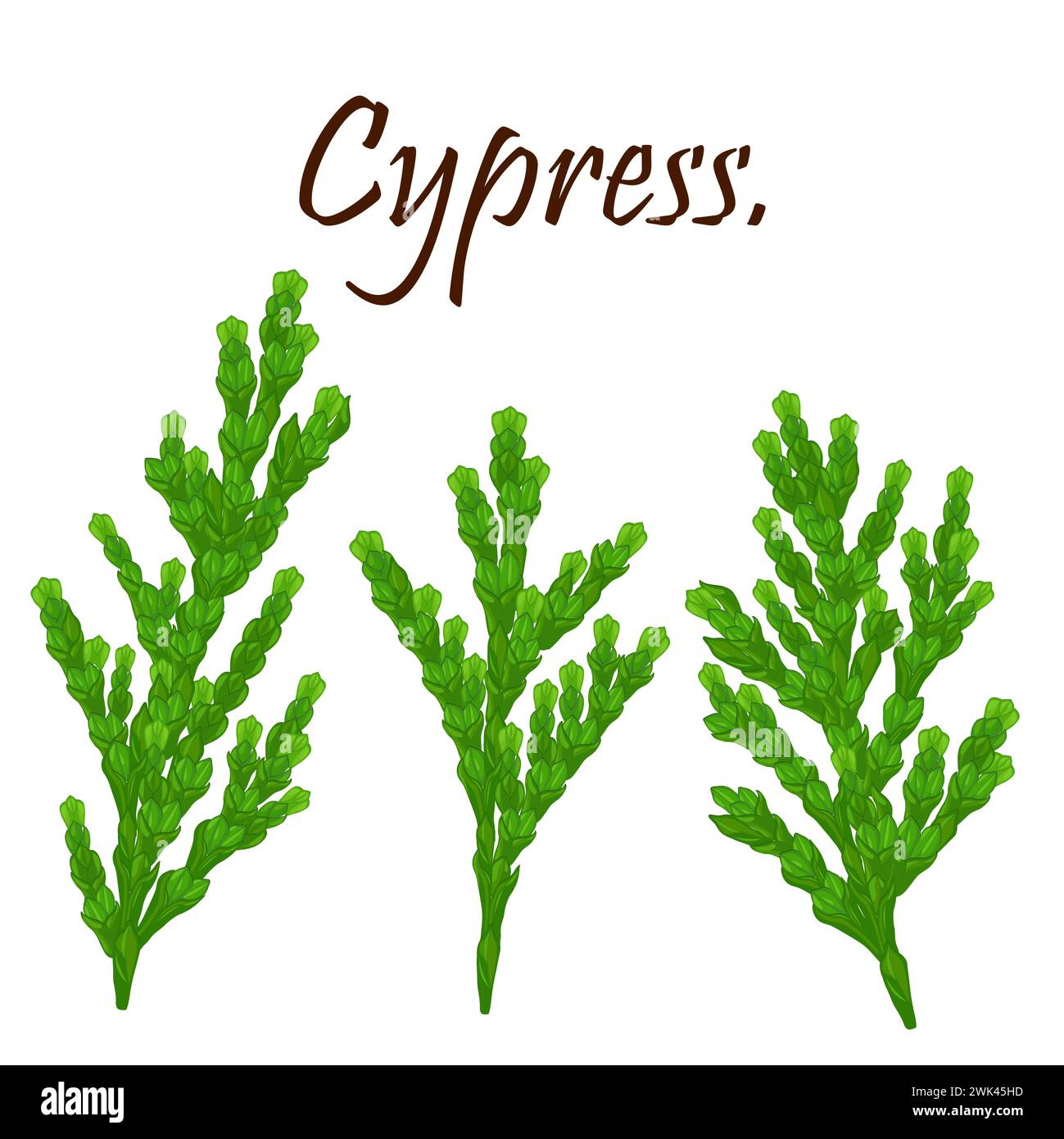 Branche de cyprès avec des cônes isolés .branches vertes de thuja avec des cônes bruns.flore naturelle d'hiver de Noël . Noël, nouvel an décoration.isolé Banque D'Images