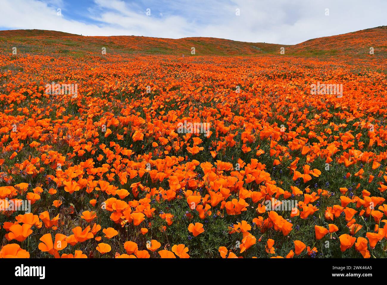 Antelope Valley California Poppy Superbloom 2019 Banque D'Images