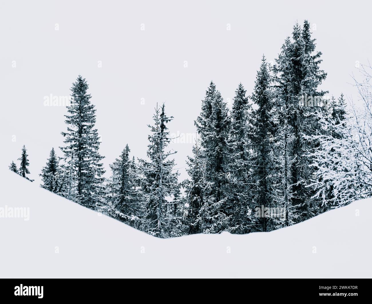 Cette image capture une scène tranquille de grands conifères recouverts de neige fraîche. Le ciel couvert suggère qu'il pourrait être une journée froide en hiver Banque D'Images