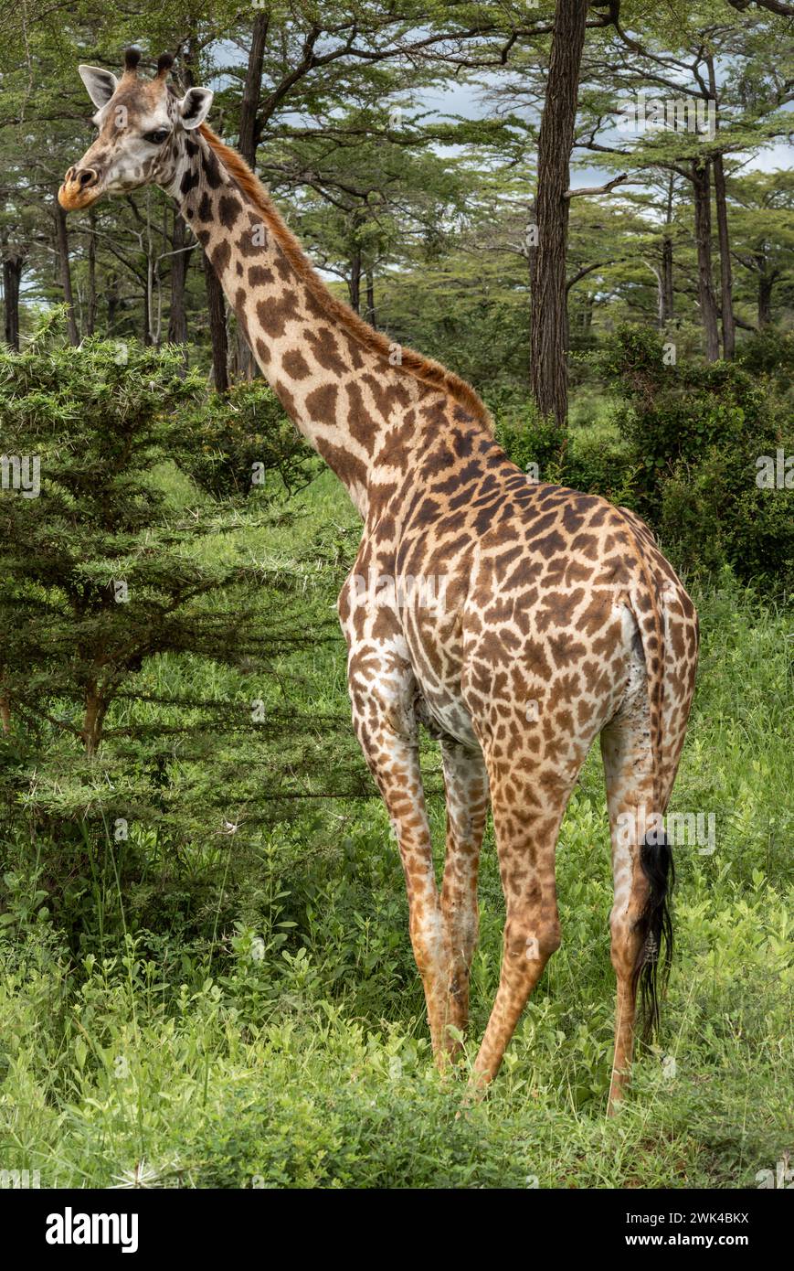 Une girafe Masaï femelle dans le parc national de Nyerere (réserve de gibier de Selous) dans le sud de la Tanzanie. La girafe Masaï est répertoriée comme étant menacée par l'UICN. Banque D'Images