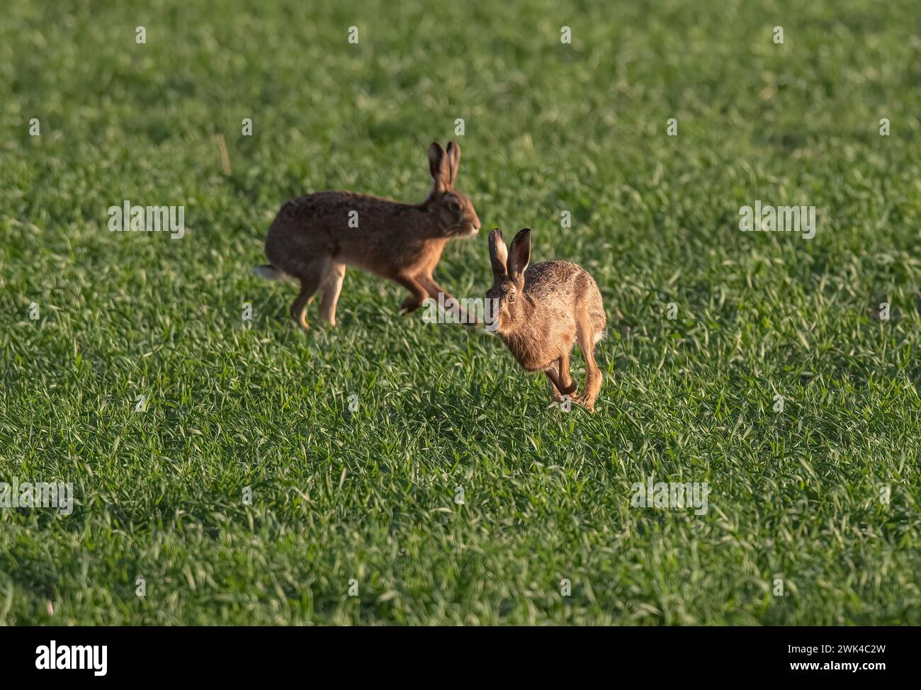 Des lièvres de marche fous. Deux lièvres bruns ( Lepus europaeus) présentant un comportement de poursuite et de cour dans les champs arables du Suffolk. ROYAUME-UNI. Banque D'Images