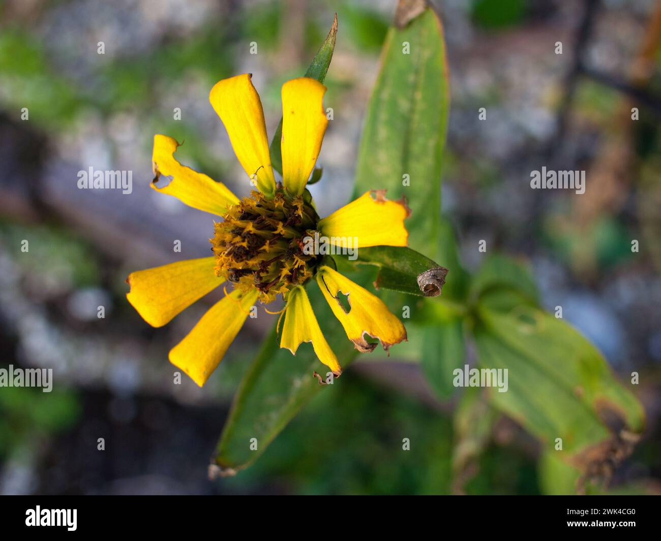 Fleur jaune mourante dans un jardin. Banque D'Images Fleur jaune mourante dans un jardin. Banque D'Images