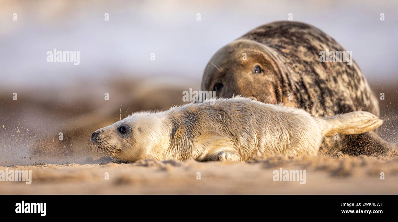 Chiot Grey Seal pourchassé mon phoque mâle adulte. Banque D'Images