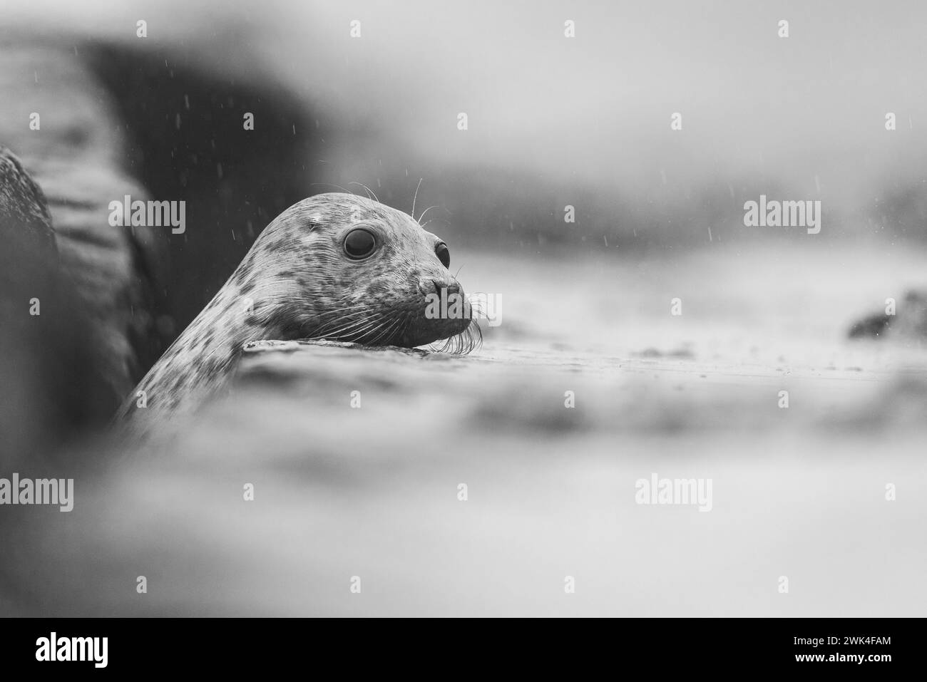 Phoque gris avec de grands yeux regardant au-dessus d'un rocher. Banque D'Images