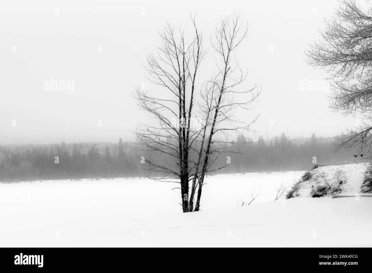 Paysage de blizzard hivernal Banque D'Images