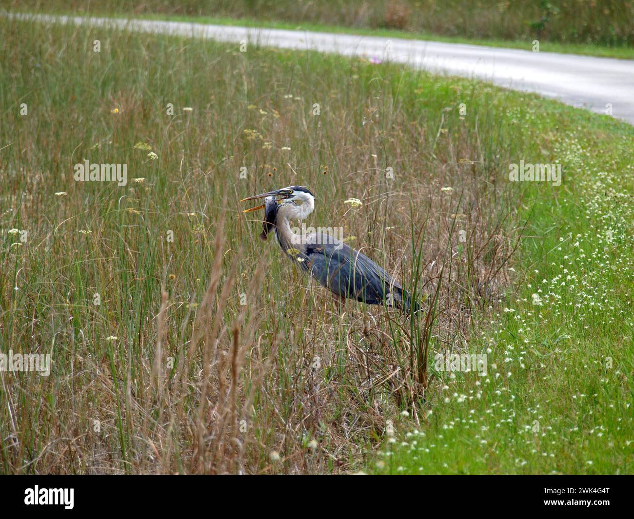 Héron bleu avec un poisson capturé dans Shark Valley, parc national des Everglades, Floride, États-Unis. Banque D'Images