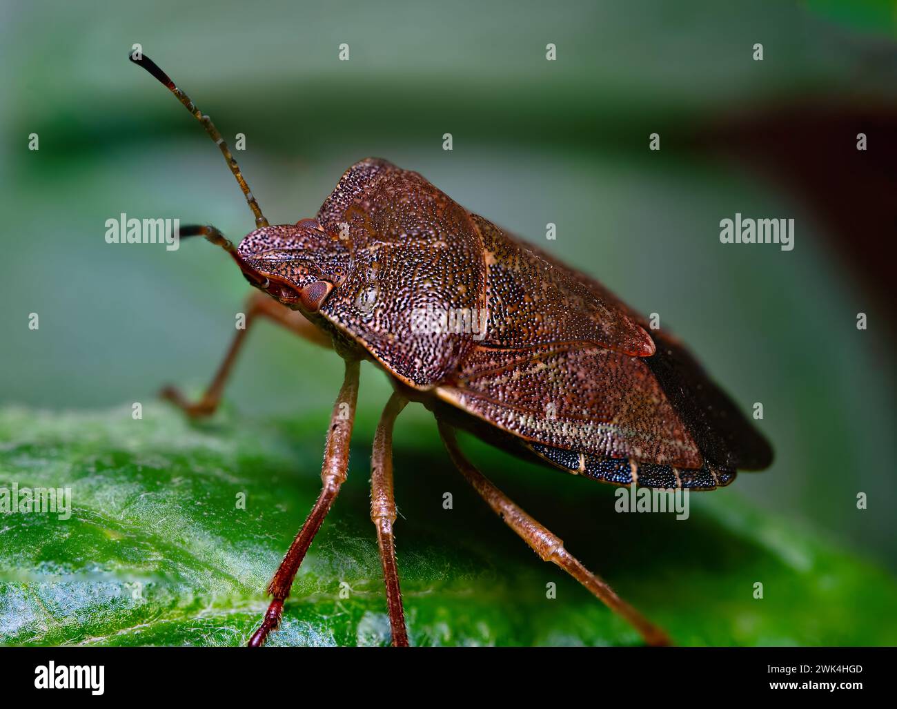 Photographie macro d'Otiorhynchus sulcatus (vigne Wevil). Originaire d'Europe mais commun en Amérique du Nord aussi. C'est un ravageur de nombreuses plantes de jardin Banque D'Images