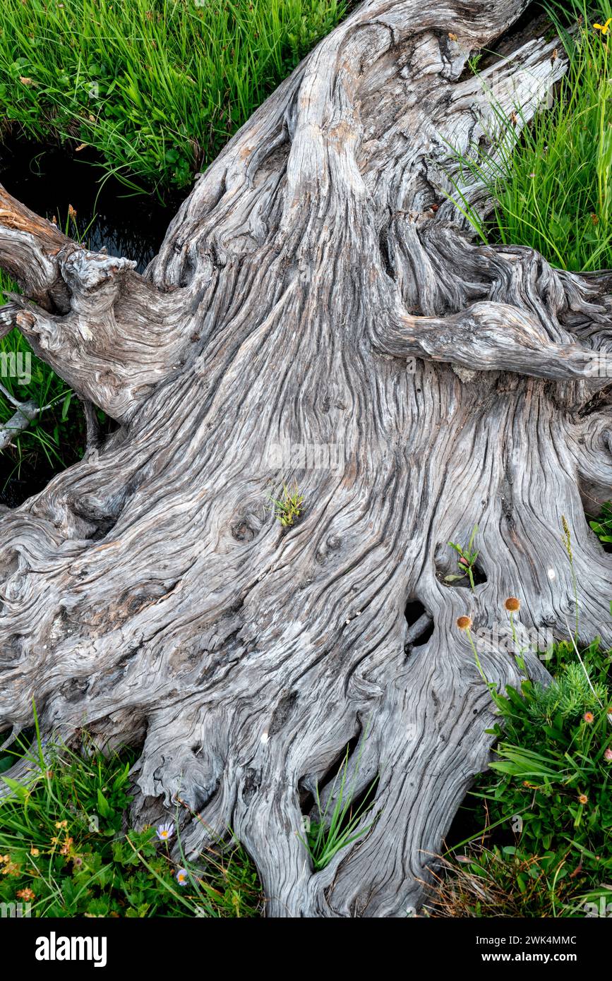 Racines d'arbres dans la prairie, Eagle Cap Wilderness, Oregon. Banque D'Images