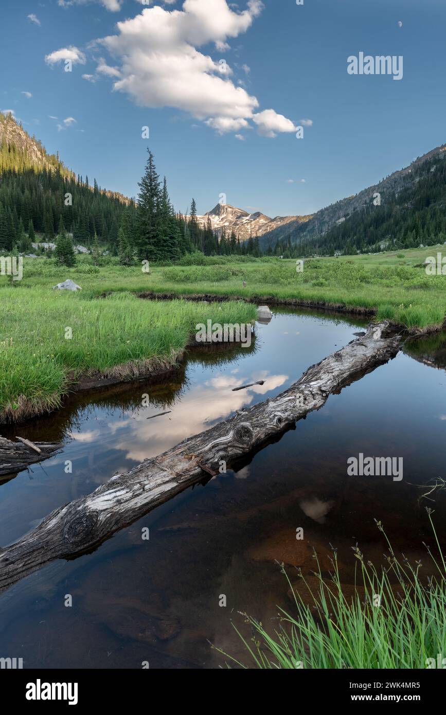 Piscine dans une prairie avec pic Eagle Cap en arrière-plan, Eagle Cap Wilderness, Oregon. Banque D'Images