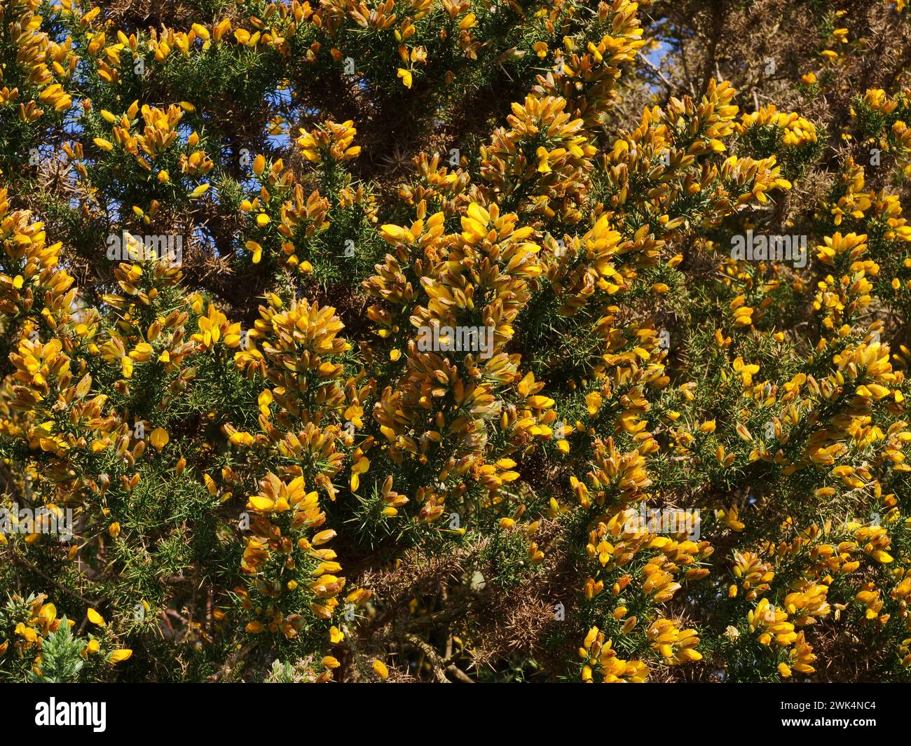 Ulex europaeus de la famille des Fabaceae, gorse commune, furze ou whin fleurit avec les aiguilles à feuilles persistantes dans Oxfordshire, Angleterre, Royaume-Uni Banque D'Images