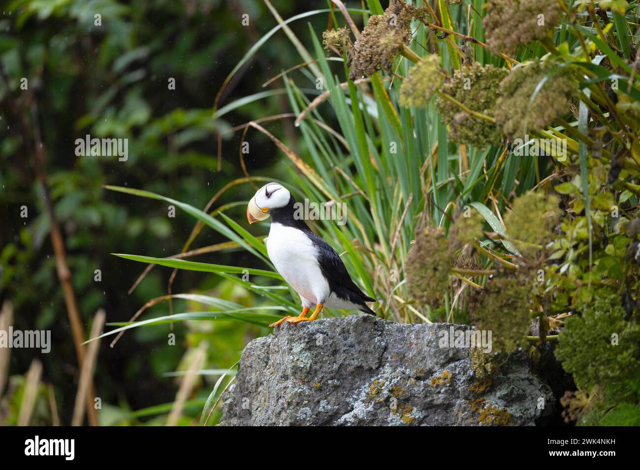 Macareux à cornes sur Duck Island en Alaska Banque D'Images