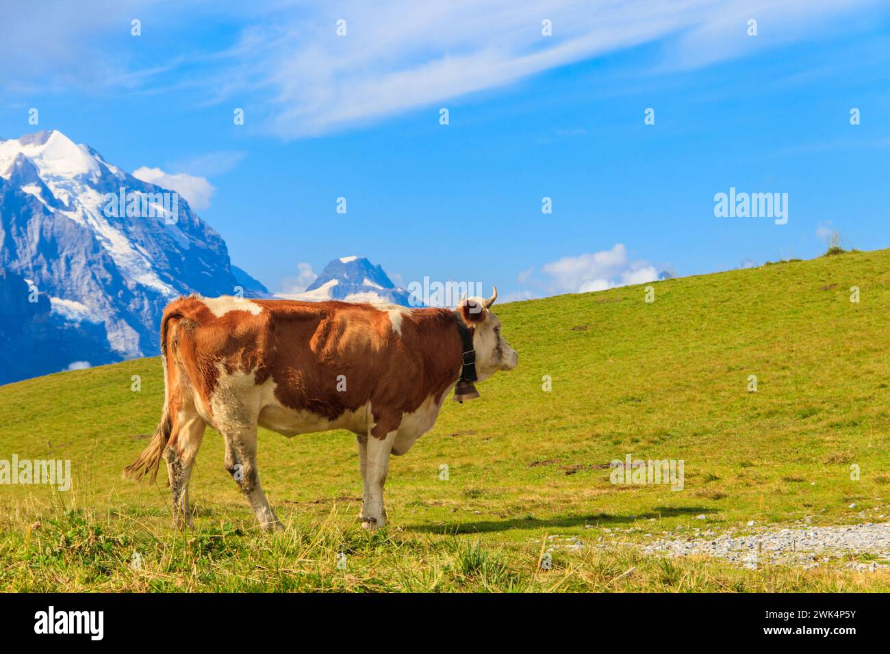 Vache paître sur un pré alpin vert dans les Alpes suisses, Suisse Banque D'Images