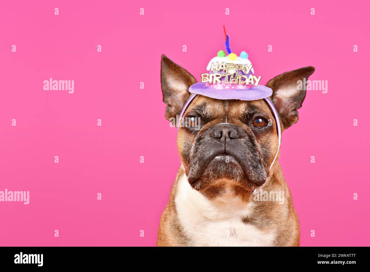Chien bouledogue français Fawn avec chapeau de fête joyeux anniversaire sur fond rose avec espace de copie Banque D'Images Chien bouledogue français Fawn avec chapeau de fête joyeux anniversaire sur fond rose avec espace de copie Banque D'Images