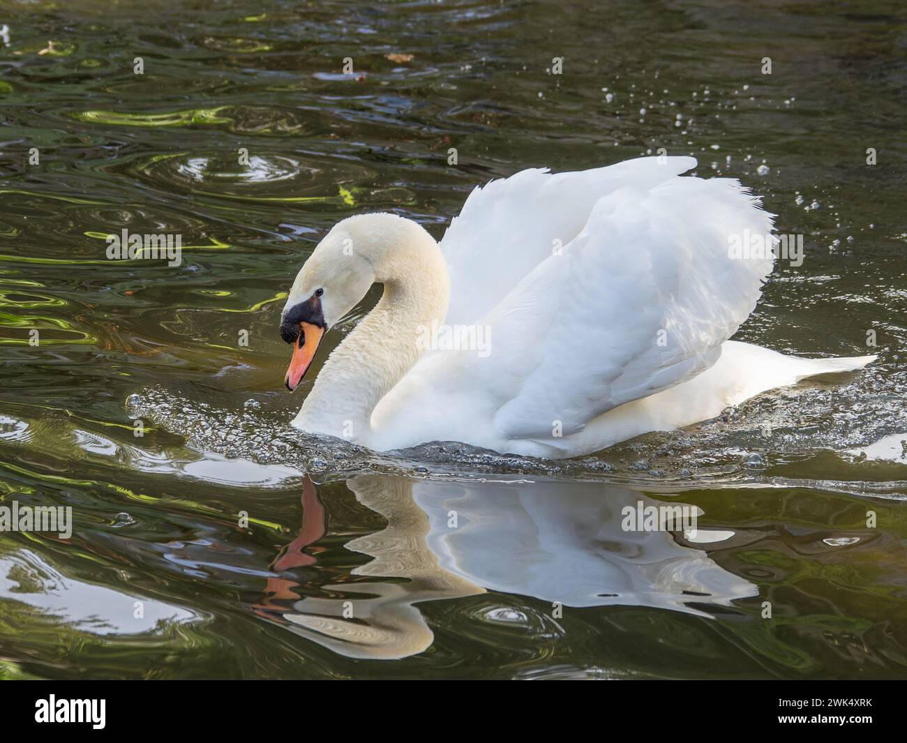 Cygne muet mâle, Cygnus olor, dans une pose agressive. Banque D'Images