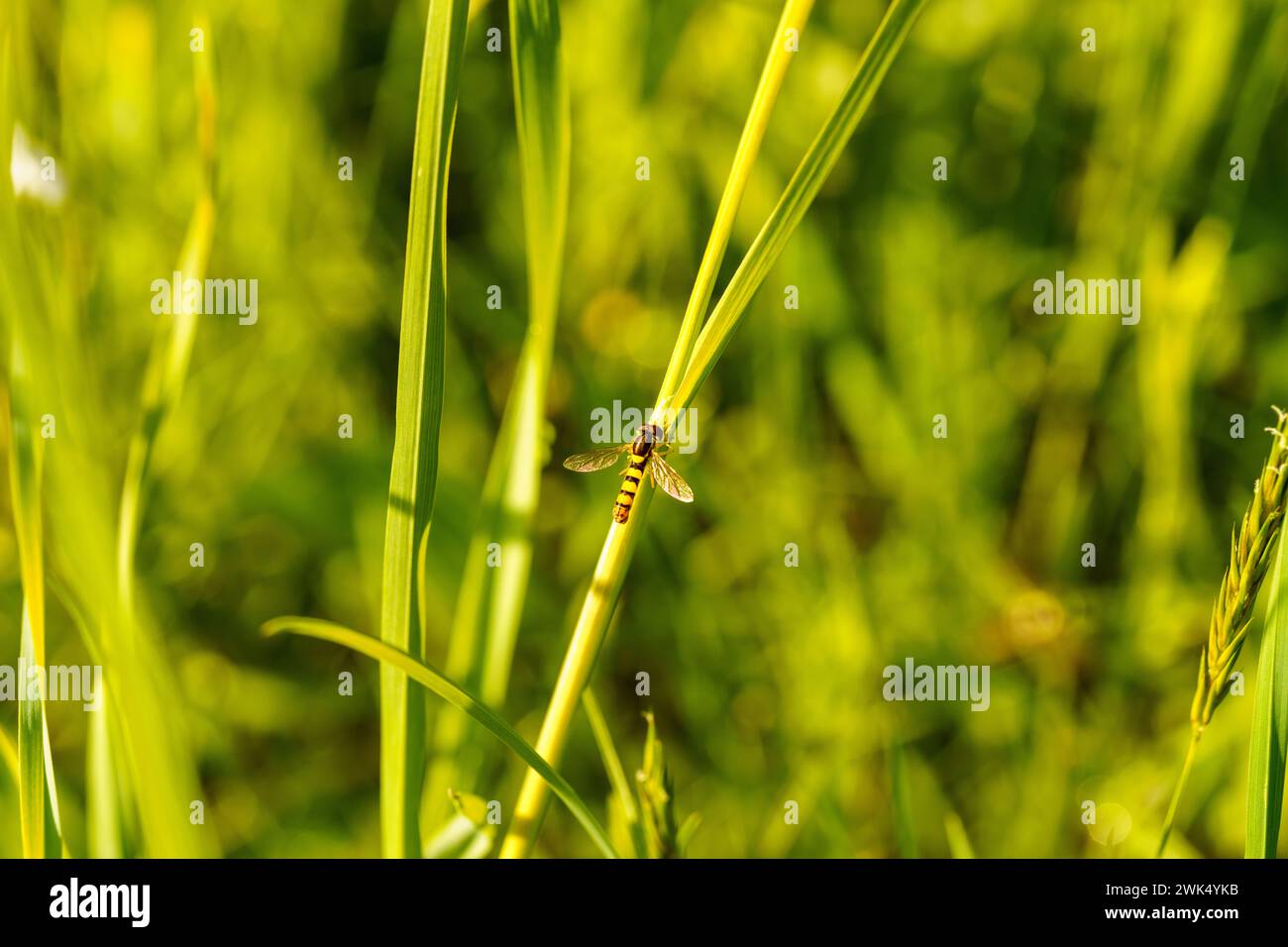 Sphaerophoria scripta Family Syrphidae genus Sphaerophoria long hoverfly nature sauvage papier peint, image, photographie Banque D'Images